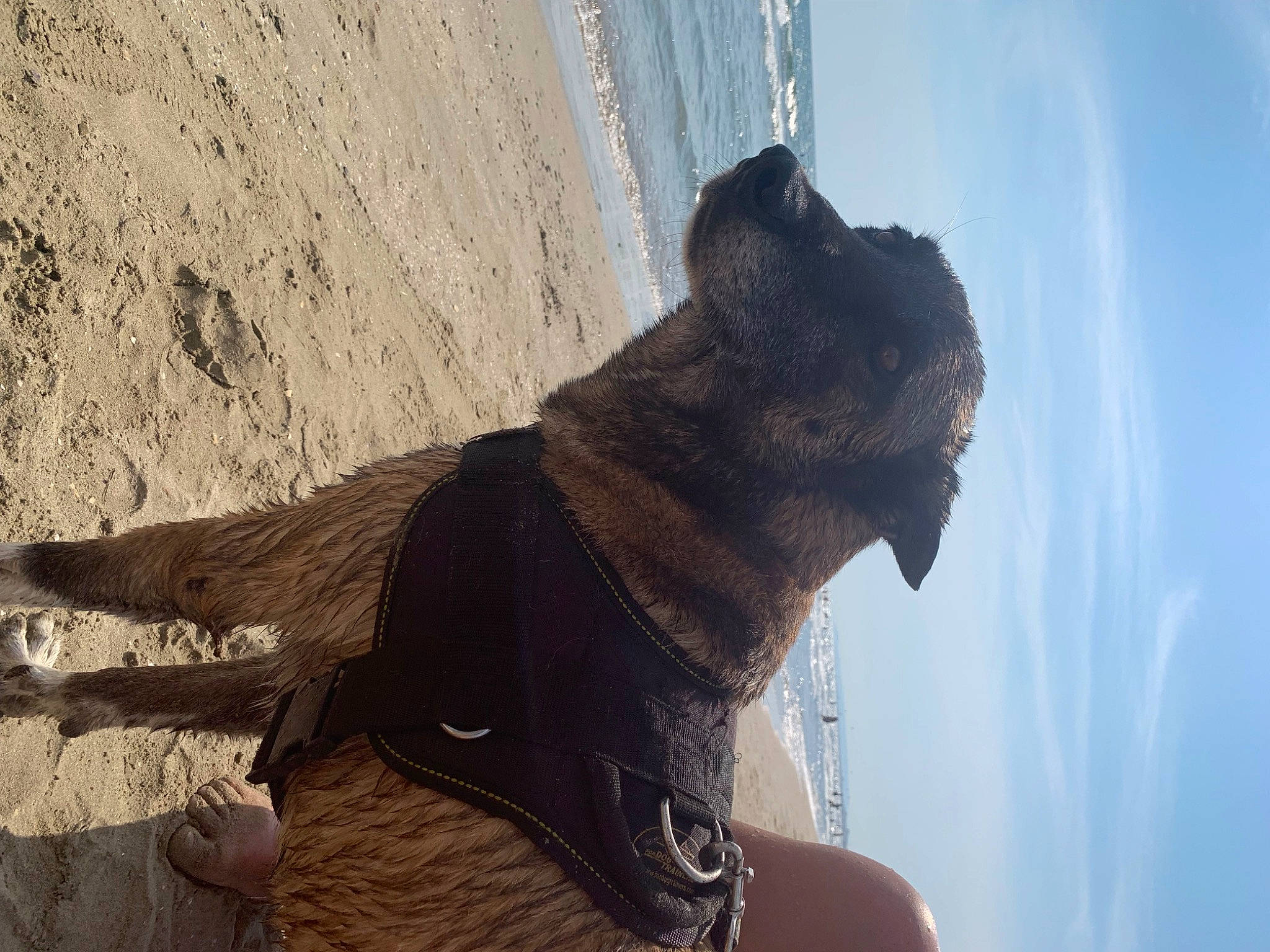 Jawak a rejoint le concours — aidez-le/la à gagner de superbes lots ! beach, canidae, carnivore, collar, dog, dog_breed, dog_collar, fawn, felidae, fur, leash, sculpture, sky, small_to_medium_sized_cats, snout, sporting_group, water, whiskers, wood, working_animal