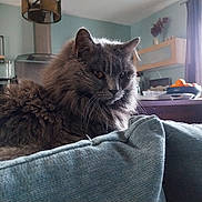 Nikkie participe au concours pour gagner de l'argent avec cette photo : cat, fluffy, gray, cushion, blue, indoor, home, kitchen, fruit_bowl, bottle, furniture, curtain, light, decor, relaxed, pet, whiskers, window, table, cozy