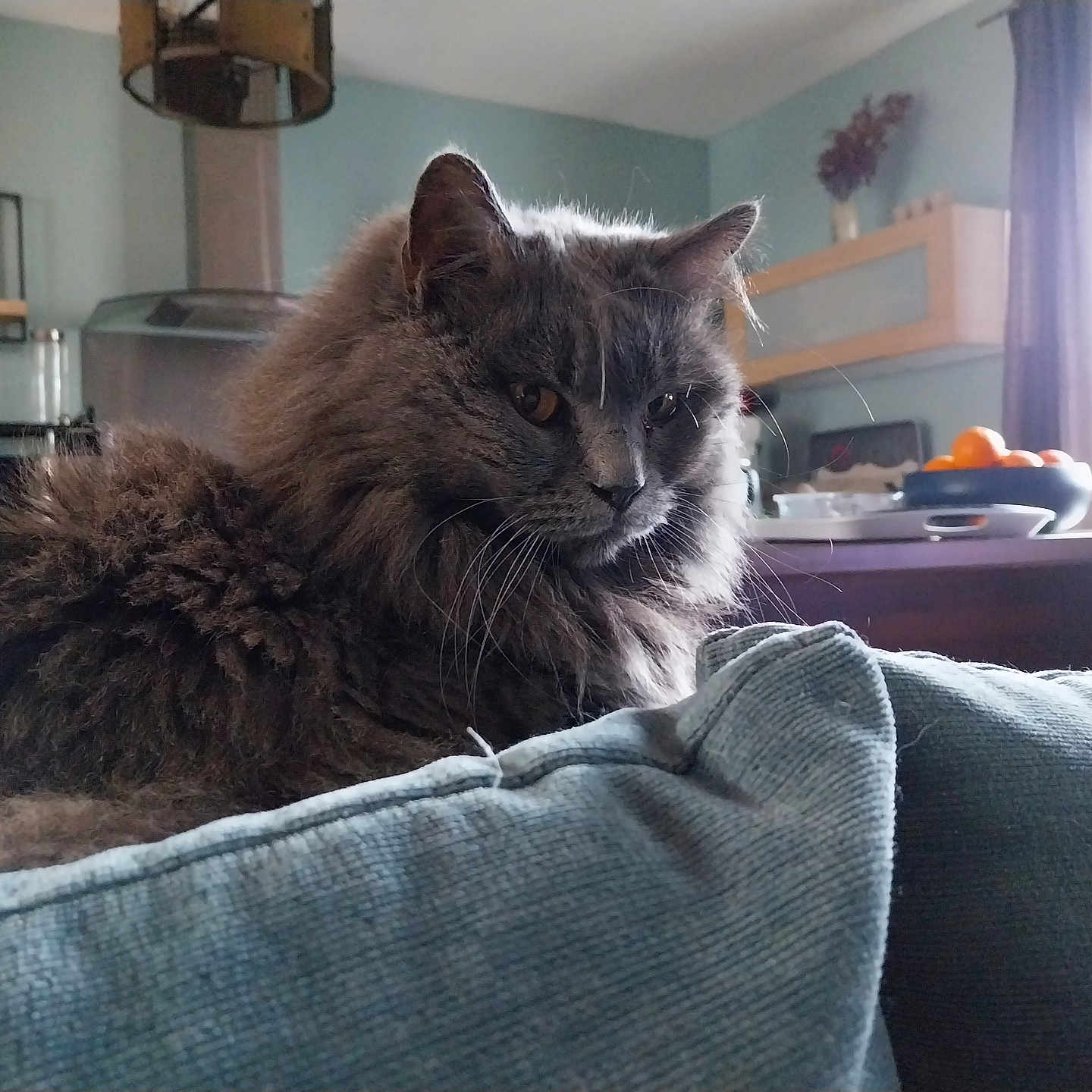 Nikkie participe au concours pour gagner de l'argent avec cette photo : cat, fluffy, gray, cushion, blue, indoor, home, kitchen, fruit_bowl, bottle, furniture, curtain, light, decor, relaxed, pet, whiskers, window, table, cozy