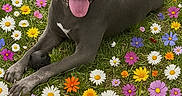 Blue is registered to the contest to win money with this photo: dog, gray_dog, tongue_out, flowers, daisies, wildflowers, grass, outdoor, nature, spring, happy, pet, animal, lying_down, smiling, colorful, greenery, sunlight, playful, canine