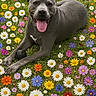 dog, gray_dog, tongue_out, flowers, daisies, wildflowers, grass, outdoor, nature, spring, happy, pet, animal, lying_down, smiling, colorful, greenery, sunlight, playful, canine