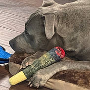 Blue joined the competition — help win amazing prizes! dog, gray_dog, pet, plush_toy, cigarette_toy, blue_toy, wooden_floor, pet_bed, relaxed, lying_down, indoor, cozy, animal, paw, fur, toy, resting, close_up, calm, domestic