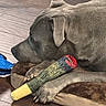 dog, gray_dog, pet, plush_toy, cigarette_toy, blue_toy, wooden_floor, pet_bed, relaxed, lying_down, indoor, cozy, animal, paw, fur, toy, resting, close_up, calm, domestic