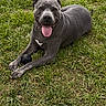 dog, gray_dog, tongue_out, grass, outdoor, pet, canine, lying_down, happy, animal, nature, playful, paw, fur, muzzle, tongue, ears, ground, smiling, domestic_animal