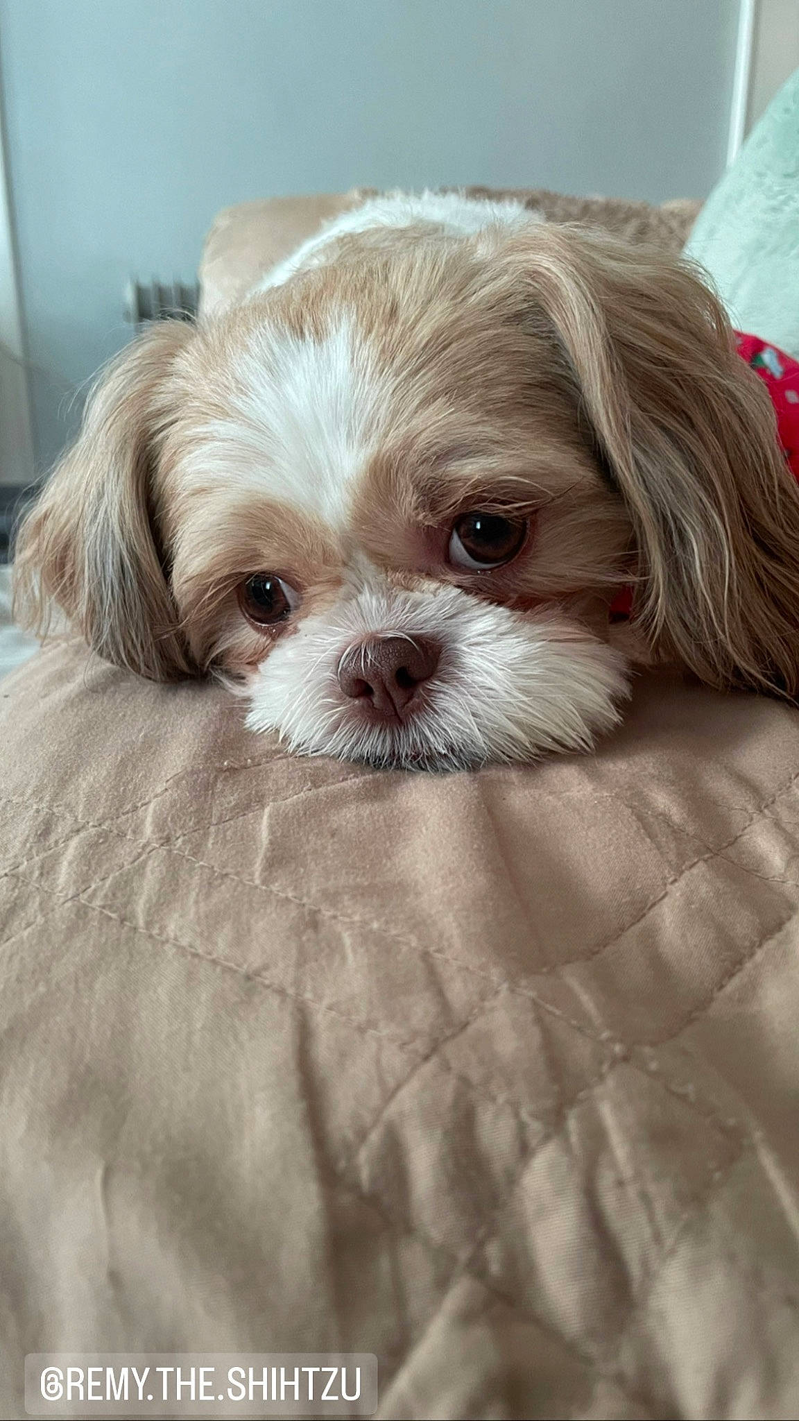 Remy joined the competition — help win amazing prizes! canidae, carnivore, companion_dog, dog, dog_breed, fawn, fur, hair, liver, mal_shi, maltepoo, pekapoo, shih_poo, shih_tzu, small_terrier, snout, sporting_group, terrier, toy_dog, working_animal