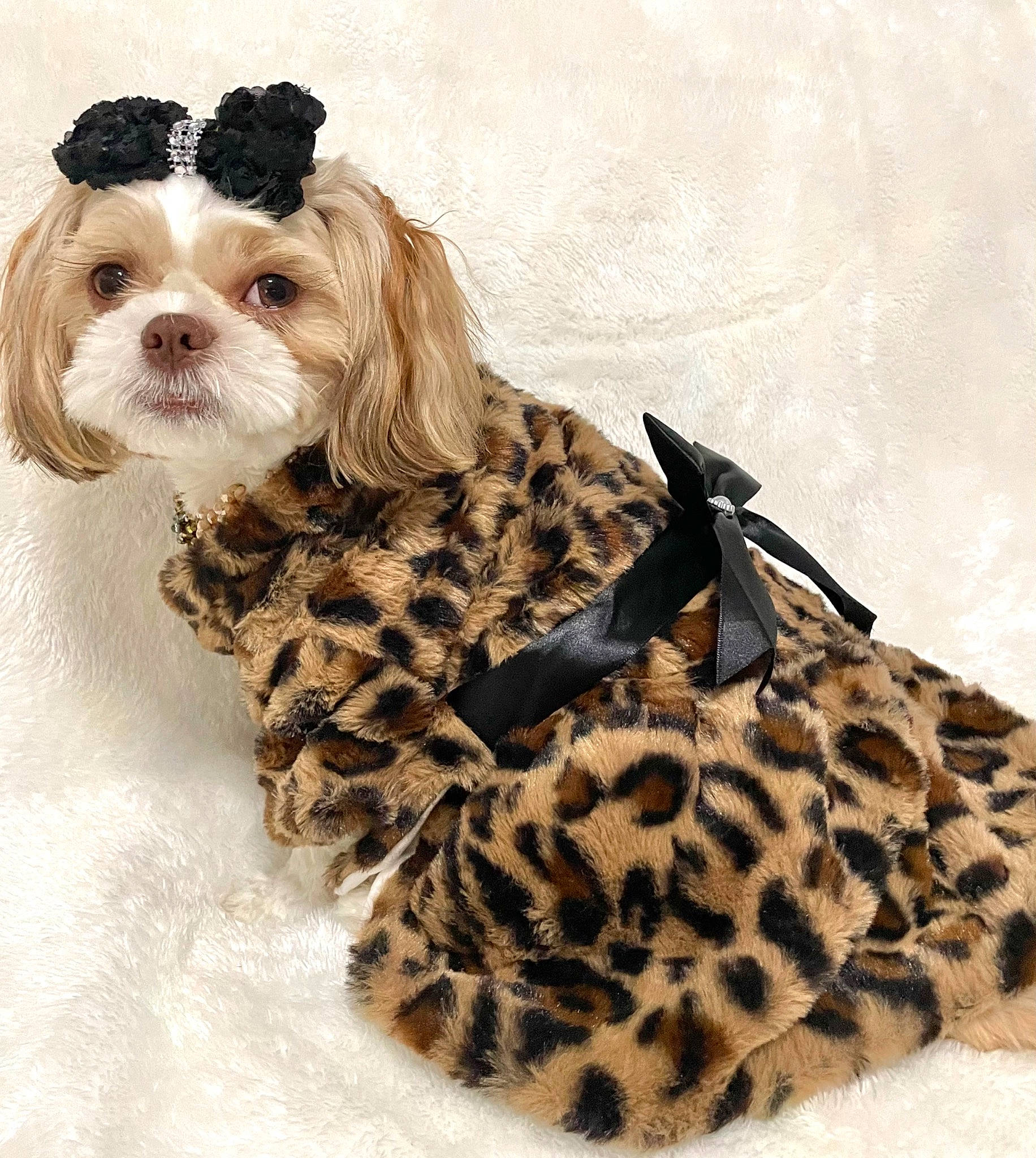 Remy is registered to the contest to win money with this photo: carnivore, companion_dog, dog, dog_breed, dog_clothes, dog_supply, fawn, fur, hide, liver, pattern, pet_supply, puppy_love, sleeve, snout, terrestrial_animal, terrier, toy_dog, water_dog, working_animal