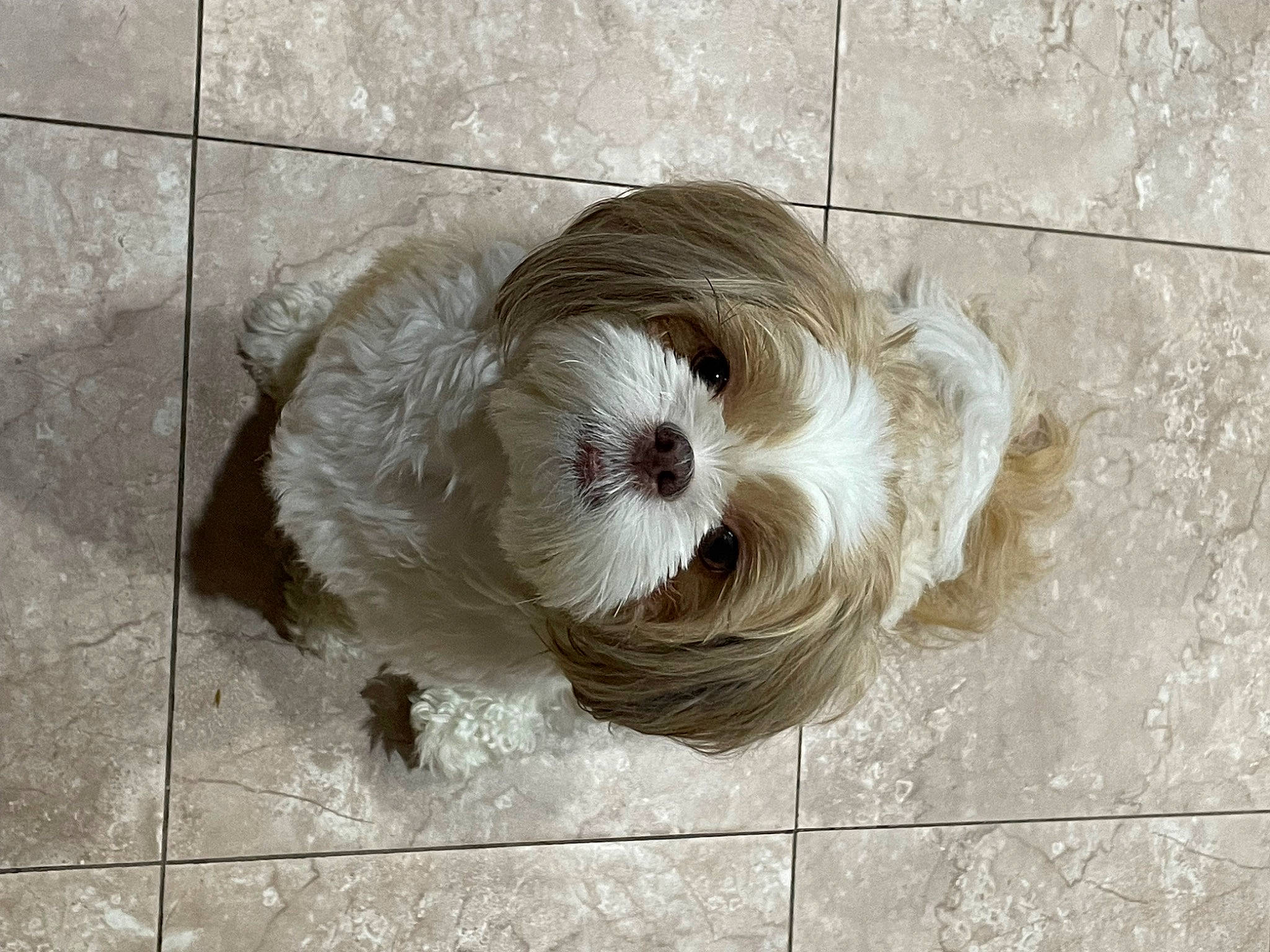 Remy is registered to the contest to win money with this photo: canidae, carnivore, circle, companion_dog, concrete, dog, dog_breed, dog_supply, fashion_accessory, flooring, fur, grey, liver, small_terrier, snout, sporting_group, tail, terrier, toy_dog, wood