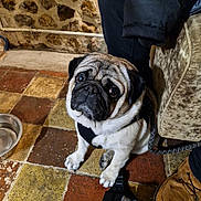Bouboune a rejoint le concours — aidez-le/la à gagner de superbes lots ! animal, black_and_white, chair, companion, cute, dog, domestic, floor, indoor, jacket, leash, pants, person, pet, pug, shoe, sitting, stone_wall, tiles, water_bowl