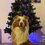 Asko a rejoint le concours — aidez-le/la à gagner de superbes lots ! christmas_tree, dog, festive, floor, fluffy_fur, gold_baubles, green_branches, holiday_decor, home_decor, indoor, ornaments, pet_portrait, photo_collage, red_baubles, sitting, smiling, star, string_lights, twinkle_lights, wall_art