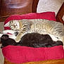 cat, tabby_cat, black_and_white_cat, sleeping, cuddle, red_cushion, wooden_chair, indoor, carpet, pet_food_bowl, furniture, relaxation, cozy, animal, mammal, domestic_cat, resting, companion_animals, home, cute