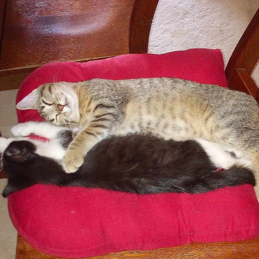 Cosmo And Comet is registered to the contest to win money with this photo: animal, black_and_white_cat, carpet, cat, companion_animals, cozy, cuddle, cute, domestic_cat, furniture, home, indoor, mammal, pet_food_bowl, red_cushion, relaxation, resting, sleeping, tabby_cat, wooden_chair