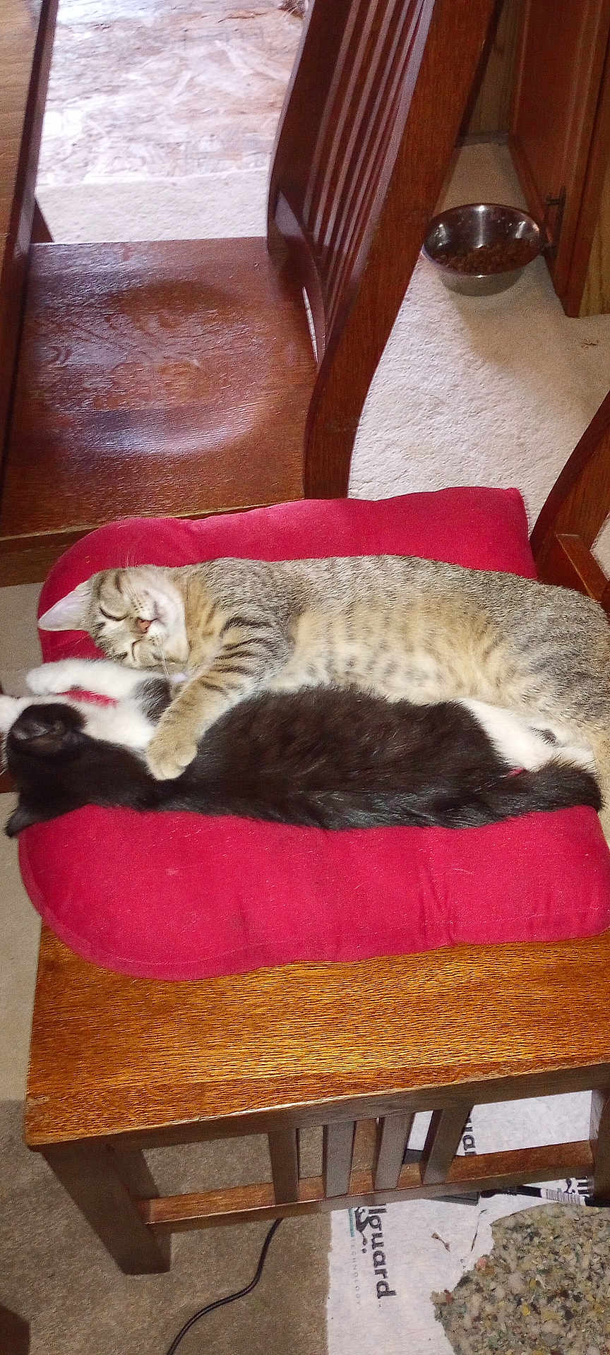Cosmo And Comet is registered to the contest to win money with this photo: cat, tabby_cat, black_and_white_cat, sleeping, cuddle, red_cushion, wooden_chair, indoor, carpet, pet_food_bowl, furniture, relaxation, cozy, animal, mammal, domestic_cat, resting, companion_animals, home, cute
