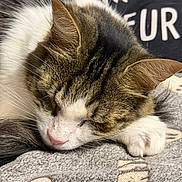 Mistigri participe au concours pour gagner de l'argent avec cette photo : animal, blanket, brown_fur, cat, close_up, closed_eyes, cozy, curled_up, feline, indoors, paws, pet, pink_nose, portrait, resting, sleeping, sleepy, tabby, whiskers, white_fur