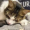 animal, blanket, brown_fur, cat, close_up, closed_eyes, cozy, curled_up, feline, indoors, paws, pet, pink_nose, portrait, resting, sleeping, sleepy, tabby, whiskers, white_fur