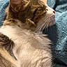 Mistigri participe au concours pour gagner de l'argent avec cette photo : blue_blanket, cat, close_up, cozy, cuddling, domestic_animal, ears, fur, indoor, nap, pet, pink_nose, portrait, relaxed, resting, sleeping, tabby, warm_lighting, whiskers, white_fur