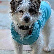 Winston joined the competition — help win amazing prizes! dog, small_dog, fluffy, white_fur, black_nose, blue_jacket, collar, standing, curious, outdoor, tile_floor, pet, animal, fur, ears, cute, portrait, front_view, furry, domestic_animal