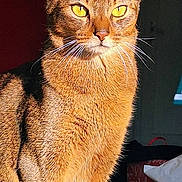 Titou a rejoint le concours — aidez-le/la à gagner de superbes lots ! alert, animal, cat, closeup, domestic_cat, ears, feline, fur, indoor, looking_away, orange_fur, pet, portrait, shadow, sitting, sunlight, tabby, whiskers, yellow_eyes