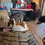 Bruno joined the competition — help win amazing prizes! blanket, bottles, couch, crate, cushion, dog, dog_bed, dogs, indoor, living_room, messy_room, patterned_bag, pet_collar, playing_dogs, red_bucket, reflections, shelf, towel, toy, wooden_floor