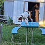 backyard, bench, brown_and_white_dog, collar, dog, garden, grass, lawn, metal_shed, mid_action, outdoor, pet, picnic_table, playful, shadow, shed, sunlight, table_top, vegetation, wooden_pallet