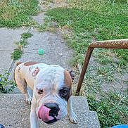 Bruno joined the competition — help win amazing prizes! dog, cat, stairs, grass, outdoor, animal, pet, playful, curious, sidewalk, metal, container, greenery, shoe, person, footwear, fence, chair, table, daylight