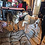 Daisy is registered to the contest to win money with this photo: dogs, dog, play, indoor, hardwood_floor, dog_bed, brindle, white_spotted_dog, black_dog, doorway, shelves, clutter, furniture, collar, tongue, happy, bite, interaction, home, living_room