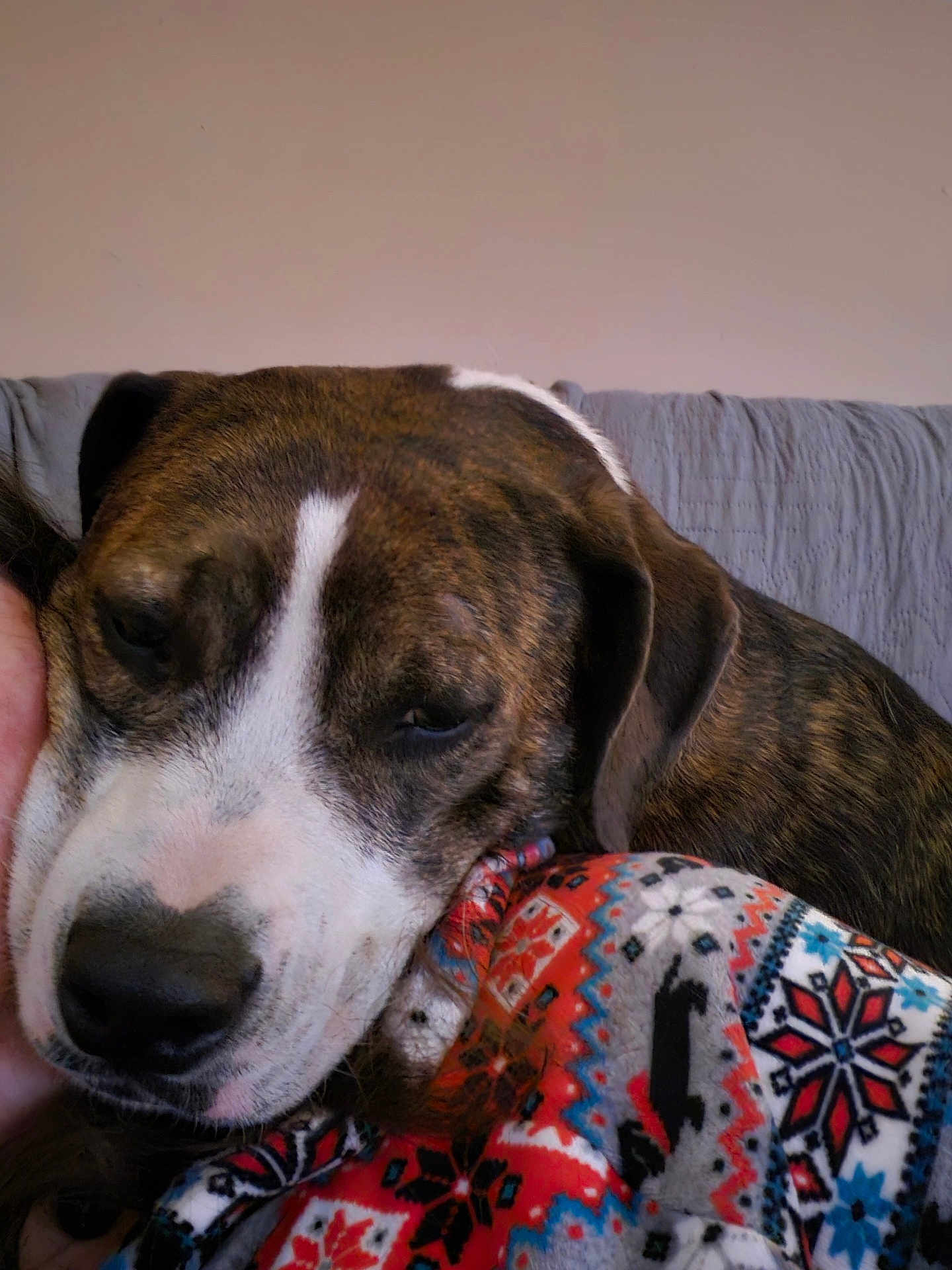 Daisy joined the competition — help win amazing prizes! dog, brindle, pet, close_up, blanket, patterned_blanket, resting, sleepy, muzzle, nose, ear, fur, couch, sofa, indoor, domestic, portrait, human_partial, wall, cozy