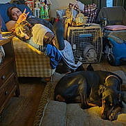 Champ is registered to the contest to win money with this photo: woman, dog, lounge_chair, peace_sign, dog_bed, crate, indoor, floor, wooden_floor, basket, blanket, pillow, casual_clothing, pet, resting, relaxing, home, furniture, human, animal