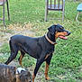 Champ is registered to the contest to win money with this photo: dog, doberman, brindle_dog, grass, backyard, outdoor, collar, pet, animal, canine, chair, fence, greenery, happy, alert, sniffing, nature, daylight, playful, companion