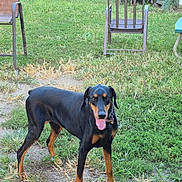 Champ joined the competition — help win amazing prizes! backyard, chair, collar, dirt, doberman, dog, ears, fence, grass, grill, lawn, metal_chair, muzzle, outdoor, panting, pet, standing, tag, tongue_out, vegetation