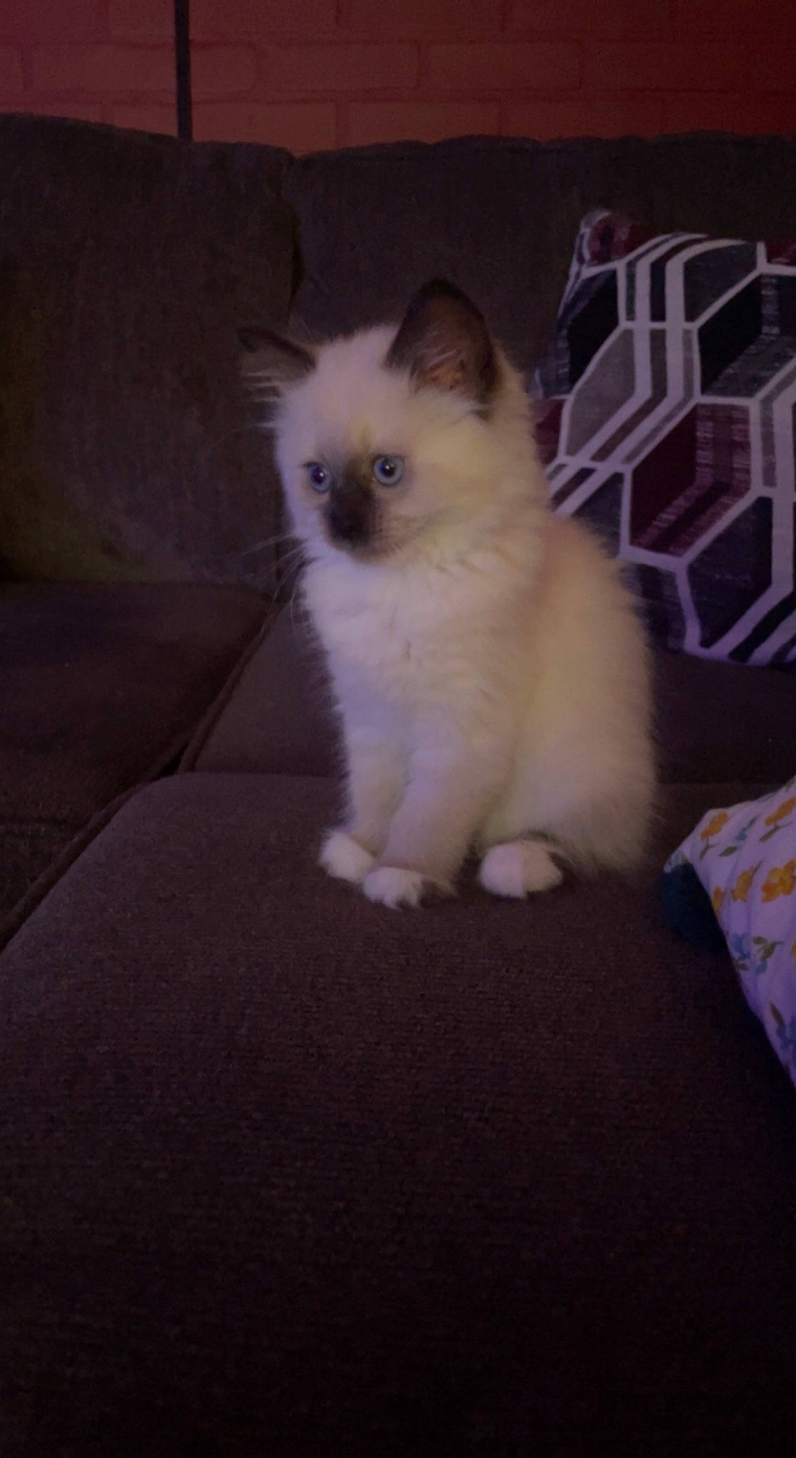 Clover is registered to the contest to win money with this photo: birman, carnivore, cat, fawn, felidae, flooring, fur, hardwood, paw, ragdoll, small_to_medium_sized_cats, surprised, tail, terrestrial_animal, whiskers