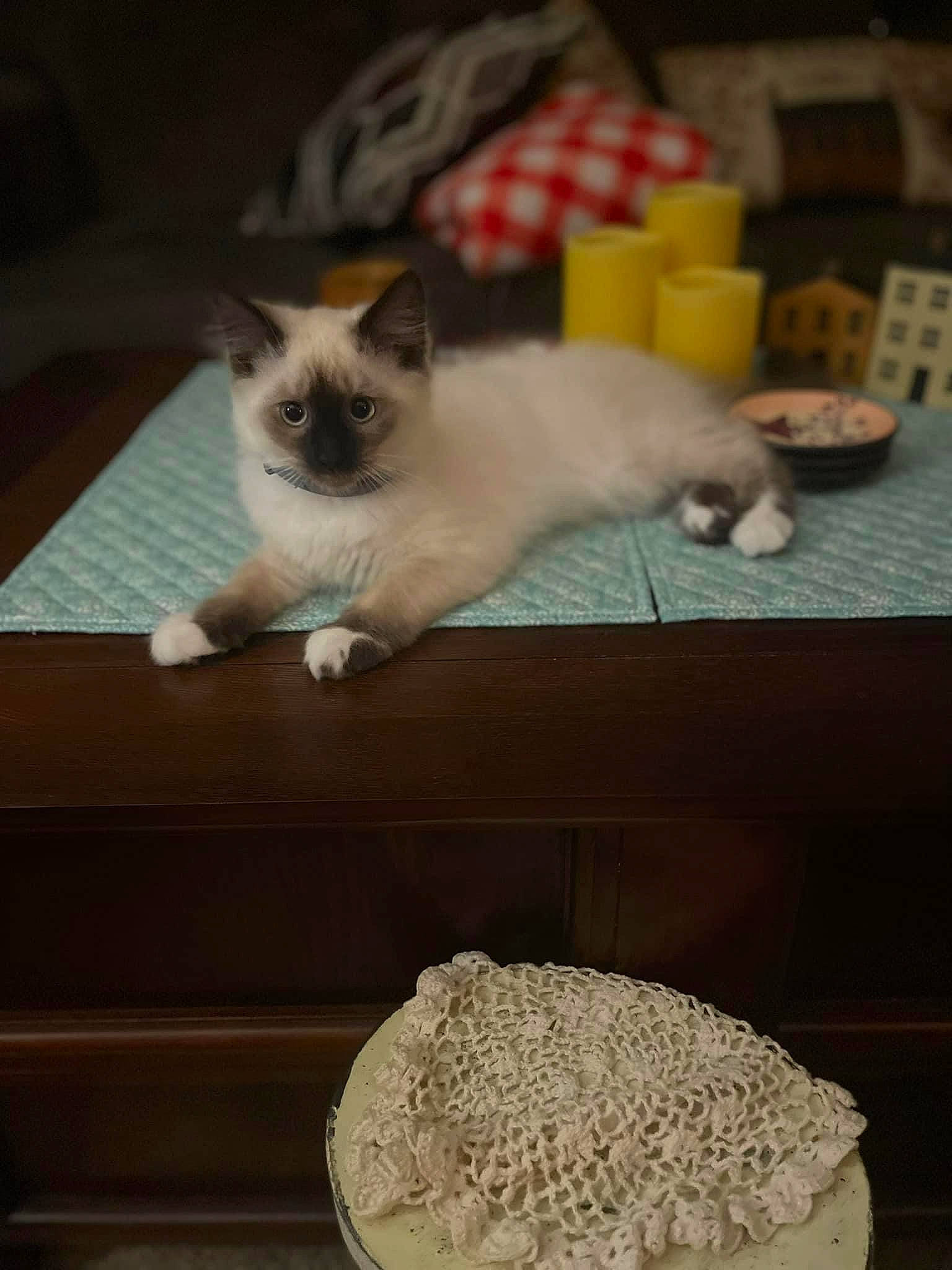 Clover joined the competition — help win amazing prizes! balinese, birman, carnivore, cat, cat_supply, fawn, felidae, flooring, fur, hardwood, ingredient, mammal, recipe, serveware, siamese, small_to_medium_sized_cats, tail, thai, whiskers, wood