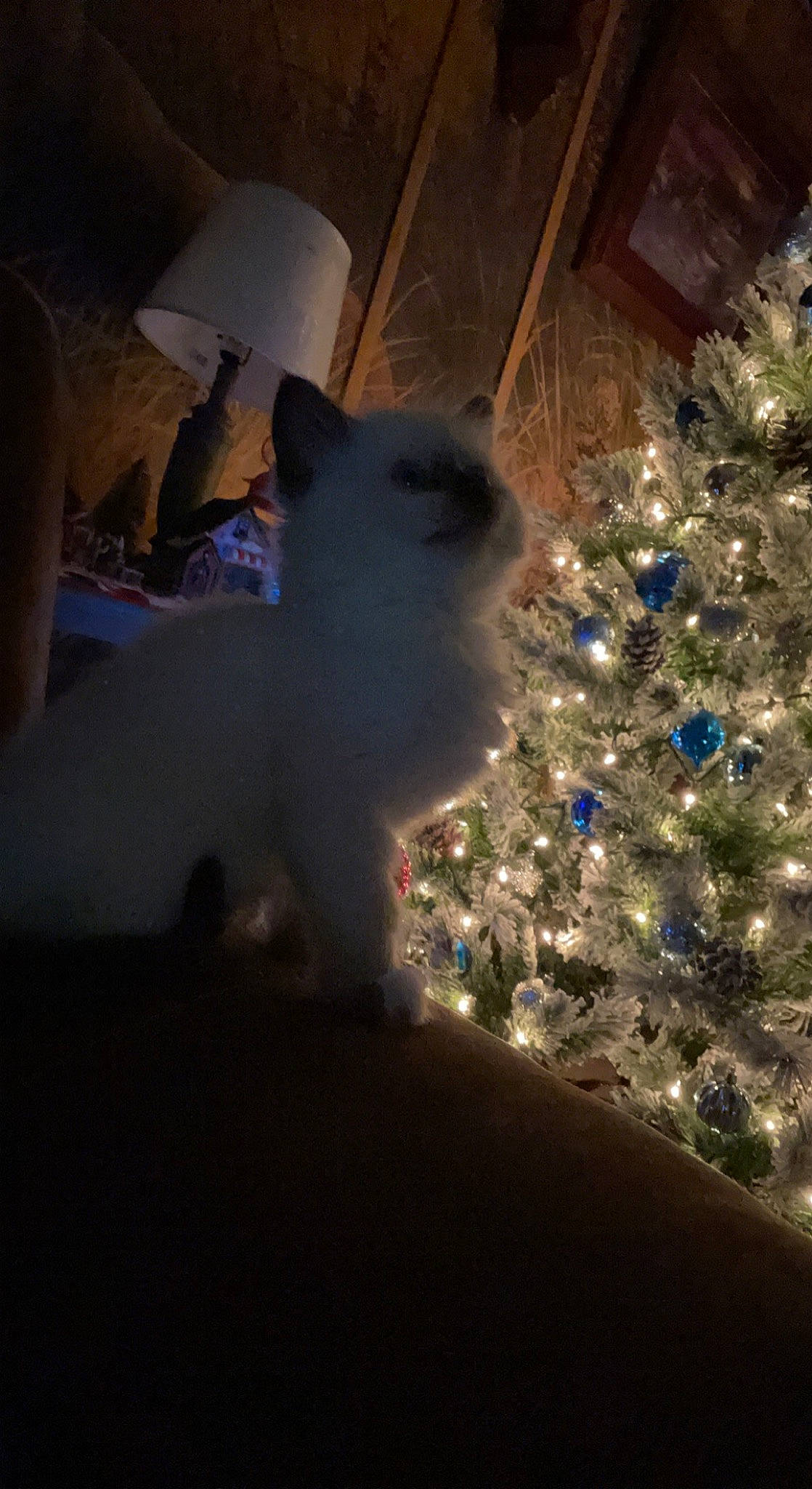Clover joined the competition — help win amazing prizes! carnivore, cat, christmas_decoration, christmas_tree, conifer, darkness, electric_blue, event, evergreen, felidae, fur, ornament, plant, sky, small_to_medium_sized_cats, tail, tints_and_shades, tree, whiskers, wood