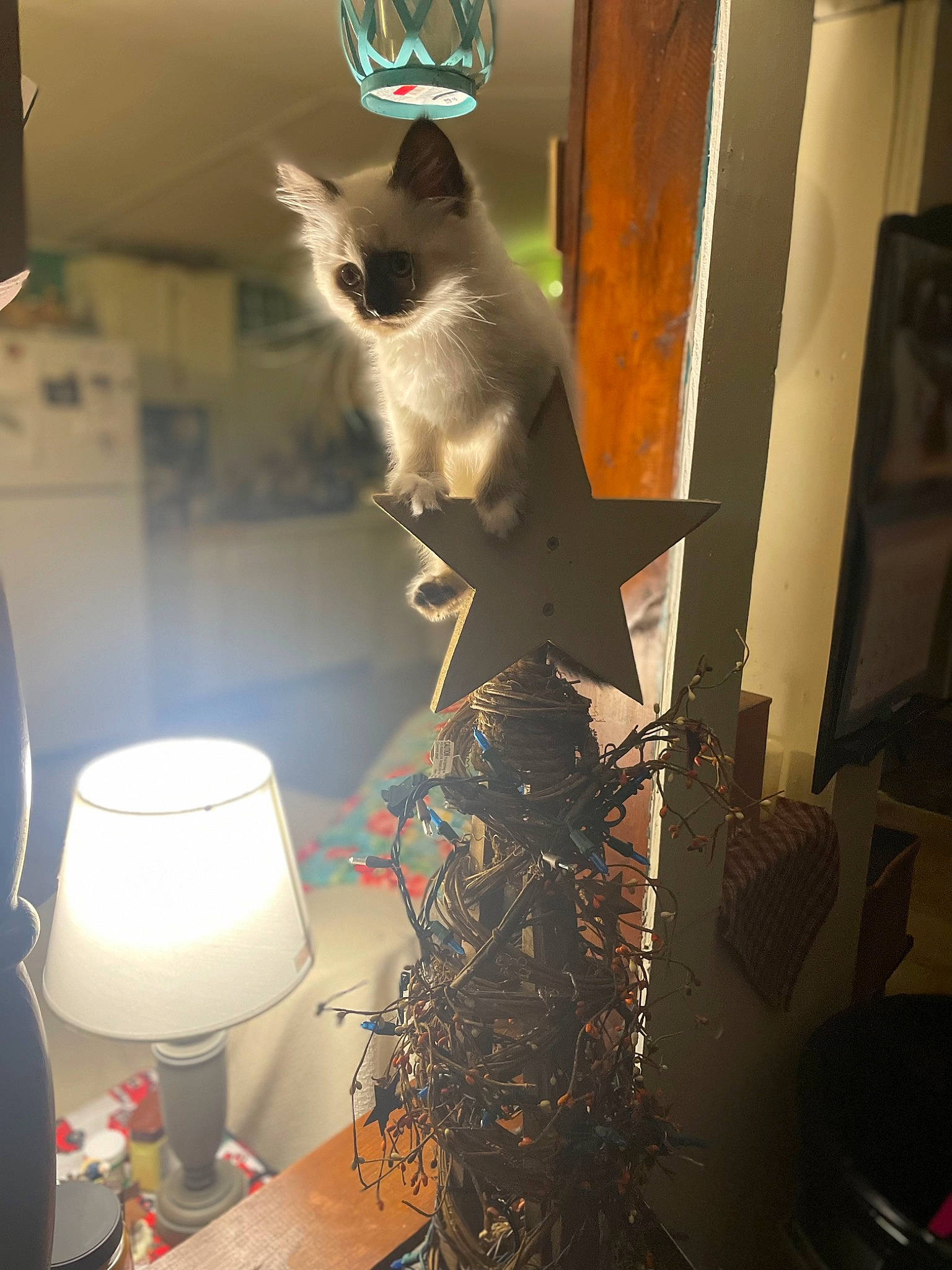 Clover is registered to the contest to win money with this photo: art, balinese, carnivore, cat, fawn, felidae, fur, gas, lampshade, light, lighting_accessory, room, siamese, small_to_medium_sized_cats, still_life_photography, table, tail, visual_arts, whiskers, wood
