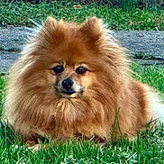 Charlie is registered to the contest to win money with this photo: animal, canine, cute, dog, ears, face, fluffy, fur, grass, greenery, lying_down, mammal, nature, nose, outdoor, pet, pomeranian, portrait, small_dog, tail