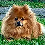 animal, canine, cute, dog, ears, face, fluffy, fur, grass, greenery, lying_down, mammal, nature, nose, outdoor, pet, pomeranian, portrait, small_dog, tail