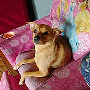 Minnie is registered to the contest to win money with this photo: animal, brown_dog, couch, cute, dog, domestic_animal, ears, floral_pattern, fur, household, indoor, looking_at_camera, pet, pink_sofa, princess_blanket, relaxed, resting, small_dog, sofa, wooden_floor