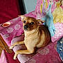 animal, brown_dog, couch, cute, dog, domestic_animal, ears, floral_pattern, fur, household, indoor, looking_at_camera, pet, pink_sofa, princess_blanket, relaxed, resting, small_dog, sofa, wooden_floor
