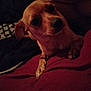 Minnie joined the competition — help win amazing prizes! animal, bed, blanket, brown_fur, canine, closeup, companion, cozy, curious, cute, dark_background, dim_light, dog, ears, indoor, paw, pet, portrait, resting, snout