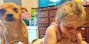 Minnie joined the competition — help win amazing prizes! blanket, blurred, bottle, cabinet, candid, child, cozy, curious, curly_hair, dog, furniture, household_items, indoor, pensive, pet, pink_clothing, room, television, wooden_drawer, young_girl