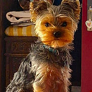 Vasco participe au concours pour gagner de l'argent avec cette photo : background, blanket, close_up, collar, cushion, cute, decor, dog, eyes, foreground, fur, furniture, indoor, pet, photo_frame, portrait, small_dog, snout, striped_cushion, yorkshire_terrier