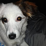 Punky is registered to the contest to win money with this photo: dog, white_dog, brown_ears, pet, animal, close_up, lying_down, blanket, indoor, flash_reflection, fur, canine, bed, resting, cute, eyes, snout, paw, domestic_animal, portrait