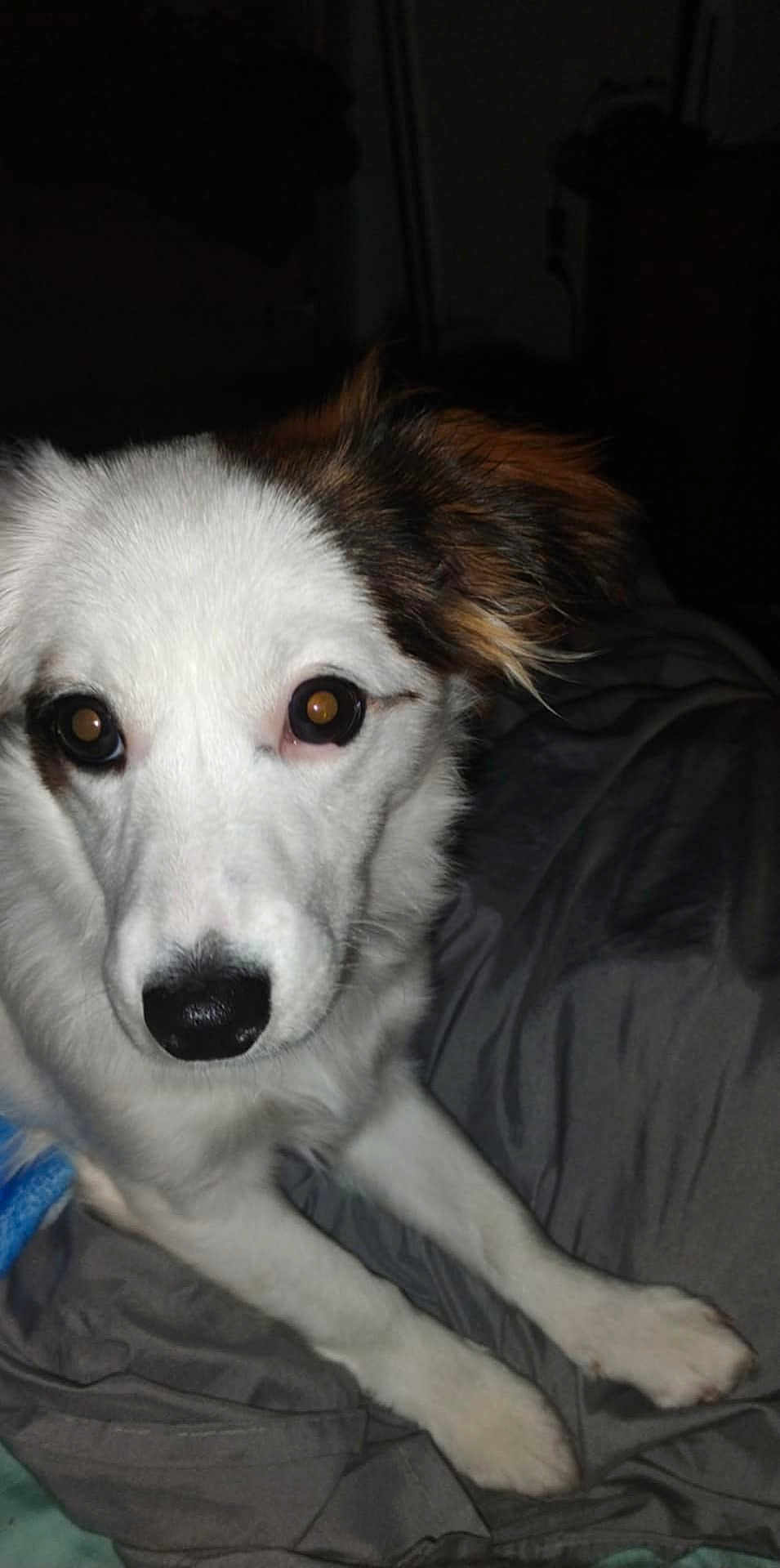 Punky is registered to the contest to win money with this photo: dog, white_dog, brown_ears, pet, animal, close_up, lying_down, blanket, indoor, flash_reflection, fur, canine, bed, resting, cute, eyes, snout, paw, domestic_animal, portrait