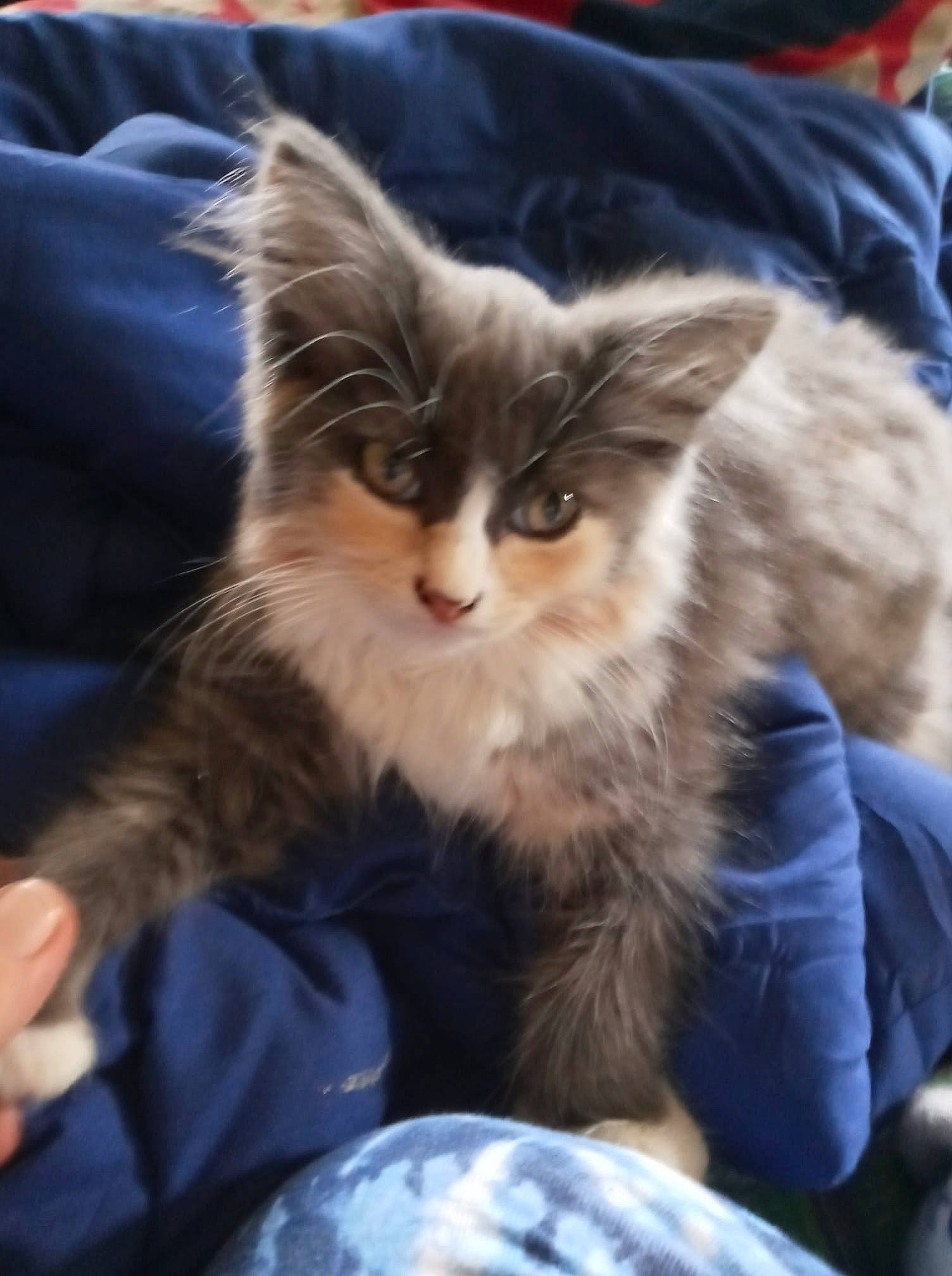 Swiper is registered to the contest to win money with this photo: box, carnivore, cat, claw, comfort, companion_dog, domestic_short_haired_cat, fawn, felidae, fur, lap, maine_coon, paw, plant, sitting, small_to_medium_sized_cats, snout, tail, terrestrial_animal, whiskers