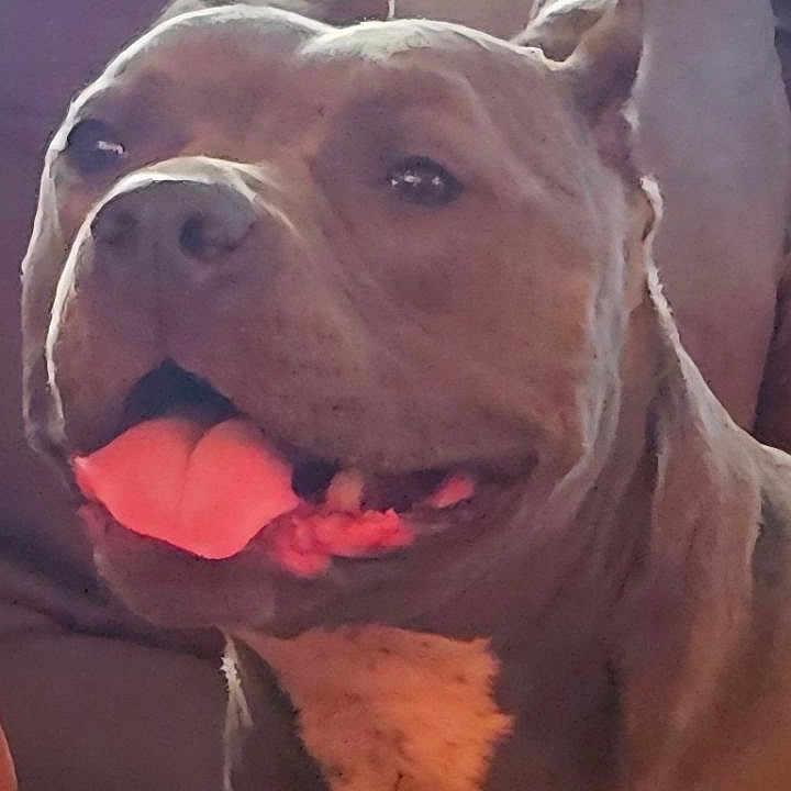 Luna is registered to the contest to win money with this photo: animal, canine, closeup, companion, cute, dog, domestic, ears, friendly, fur, happy, indoor, light, mouth, muzzle, nostrils, pet, portrait, smiling, tongue