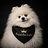 Luna a rejoint le concours — aidez-le/la à gagner de superbes lots ! dog, pomeranian, fluffy, white, pet, bandana, black_background, portrait, cute, royal, animal, furry, small_dog, pet_accessory, studio_shot, adorable, face, canine, domestic_animal, looking