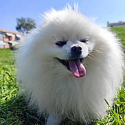 Luna a rejoint le concours — aidez-le/la à gagner de superbes lots ! dog, pomeranian, white_fur, fluffy, tongue_out, grass, outdoor, sunny, blue_sky, pet, animal, happy, cute, small_dog, fur, nature, daylight, tongue, mammal, park