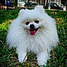 Luna participe au concours pour gagner de l'argent avec cette photo : dog, pomeranian, white_fur, fluffy, grass, tongue_out, pet, outdoor, happy, small_dog, animal, cute, mammal, nature, fur, canine, portrait, sitting, closeup, daylight