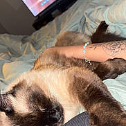 Raccoon joined the competition — help win amazing prizes! animal, arm, bed, blanket, bracelet, cat, closeup, comfort, cozy, feline, human, indoor, lap, pet, relaxation, resting, siamese_cat, sleeping, tattoo, television
