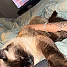 animal, arm, bed, blanket, bracelet, cat, closeup, comfort, cozy, feline, human, indoor, lap, pet, relaxation, resting, siamese_cat, sleeping, tattoo, television