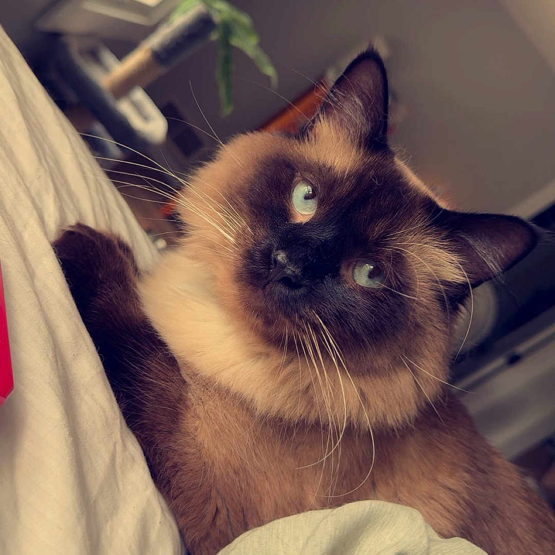 Raccoon is registered to the contest to win money with this photo: animal, bed, blanket, blue_eyes, cat, cozy, cute, domestic_cat, feline, fluffy, fur, indoor, pet, plant, portrait, relaxed, resting, siamese_cat, whiskers, window